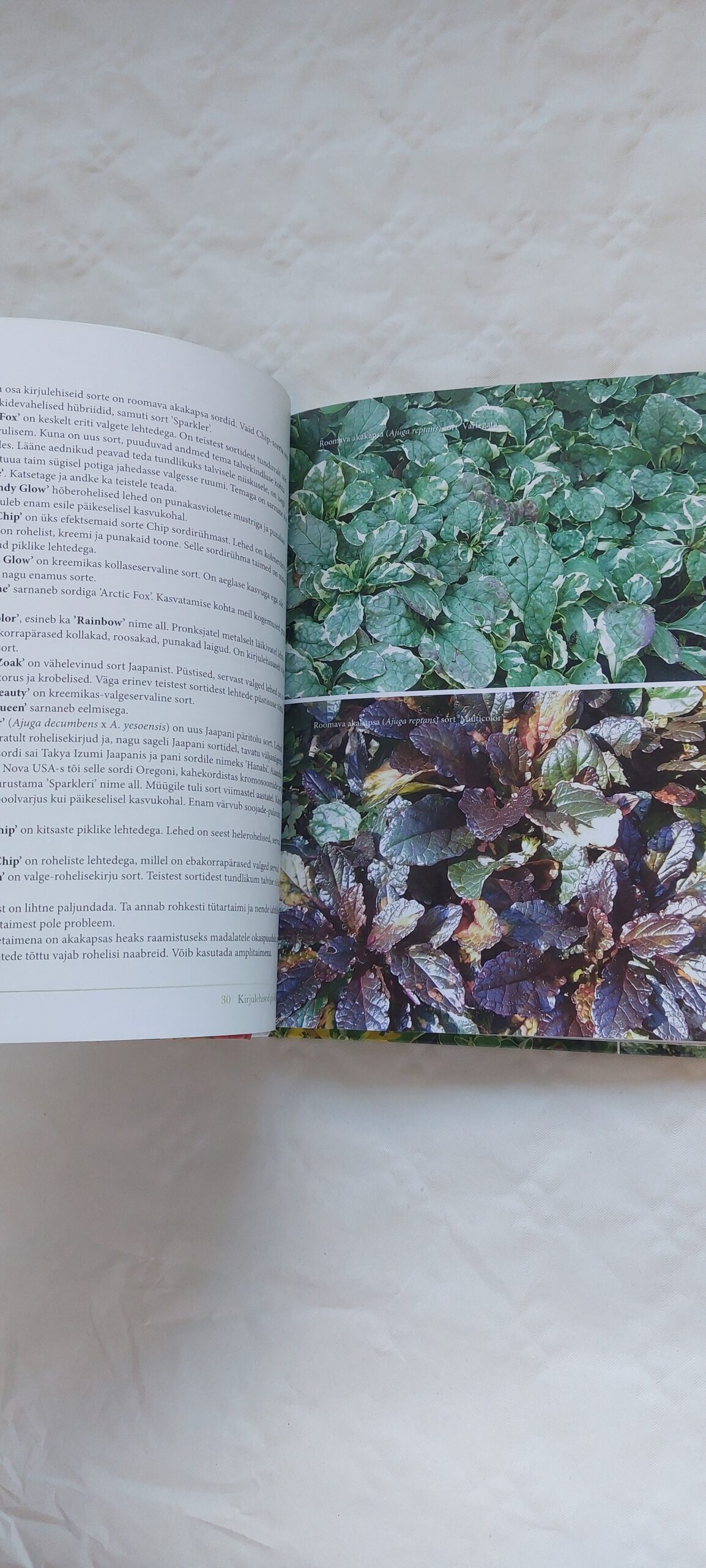 Kirjulehised püsililled ja kõrrelised. Aarne Kähr. 2012 - Image 4