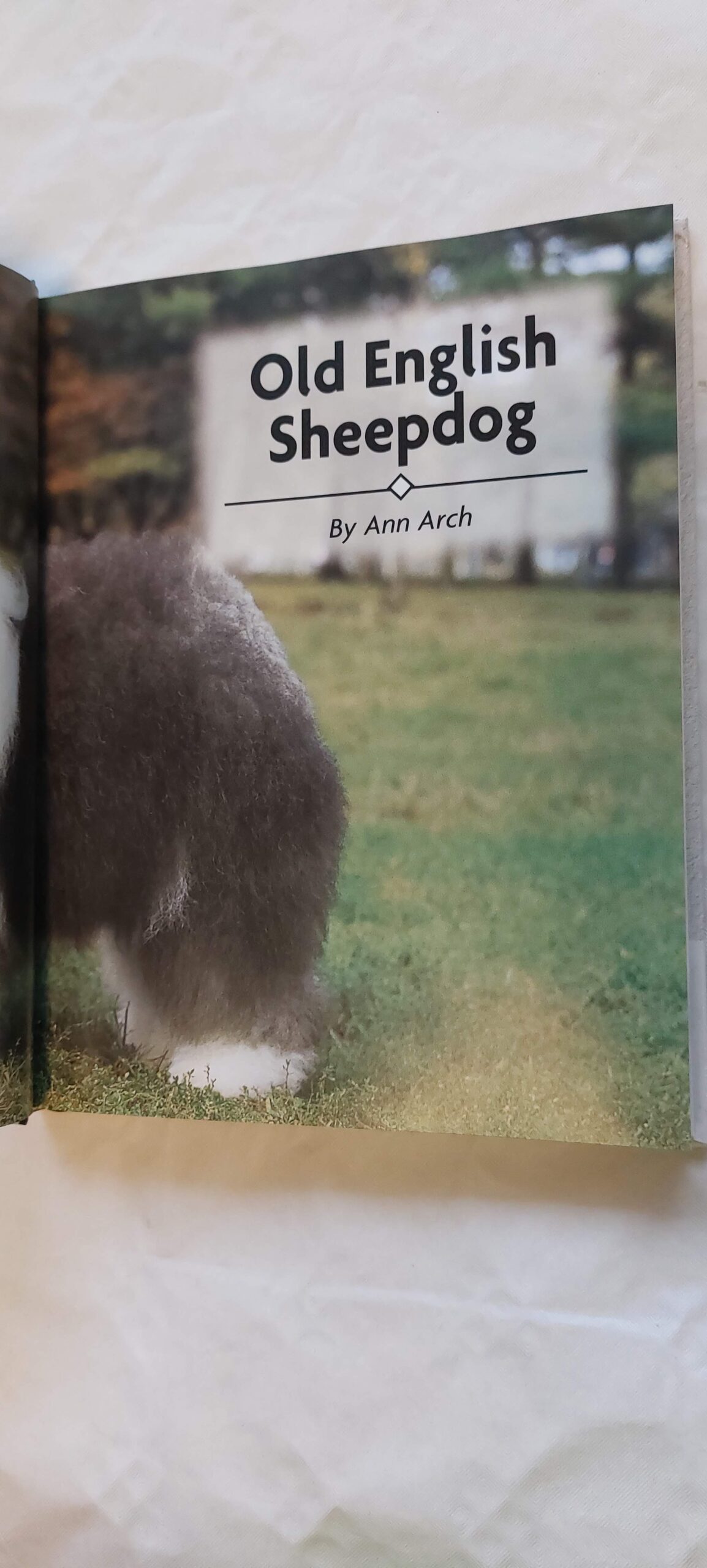 Old English Sheepdog. Ann Arch. - Image 2
